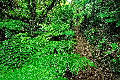 《方舟生存进化》次世代版本新生物奇翼龙图谱公开，羽毛飞射大杀四方